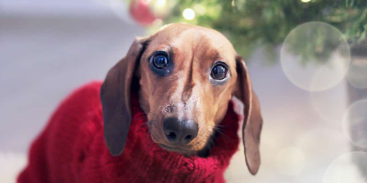 Ein Dackel mit Weihnachtspullover unter dem Weihnachtsbaum