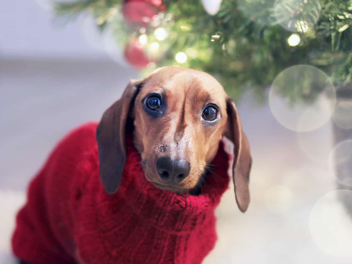 Ein Dackel mit Weihnachtspullover unter dem Weihnachtsbaum
